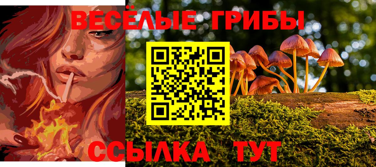 Псилоцибиновые грибы Psilocybe Саранск